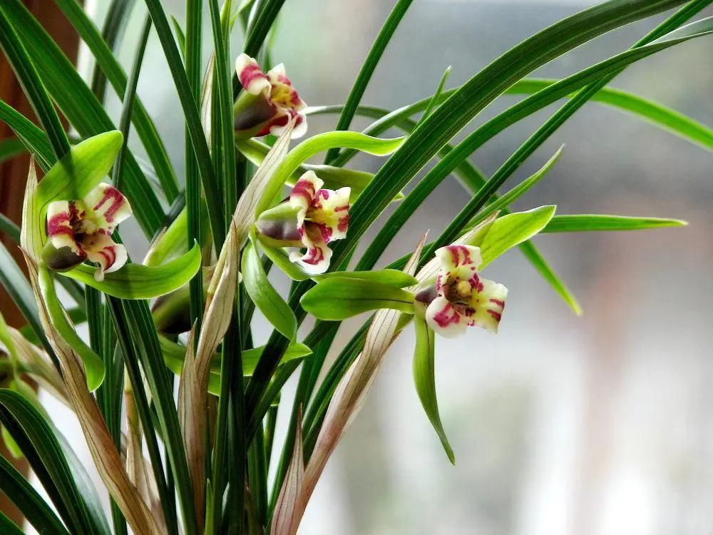 怎样分兰花苗才能开花,兰花怎么分公苗母苗