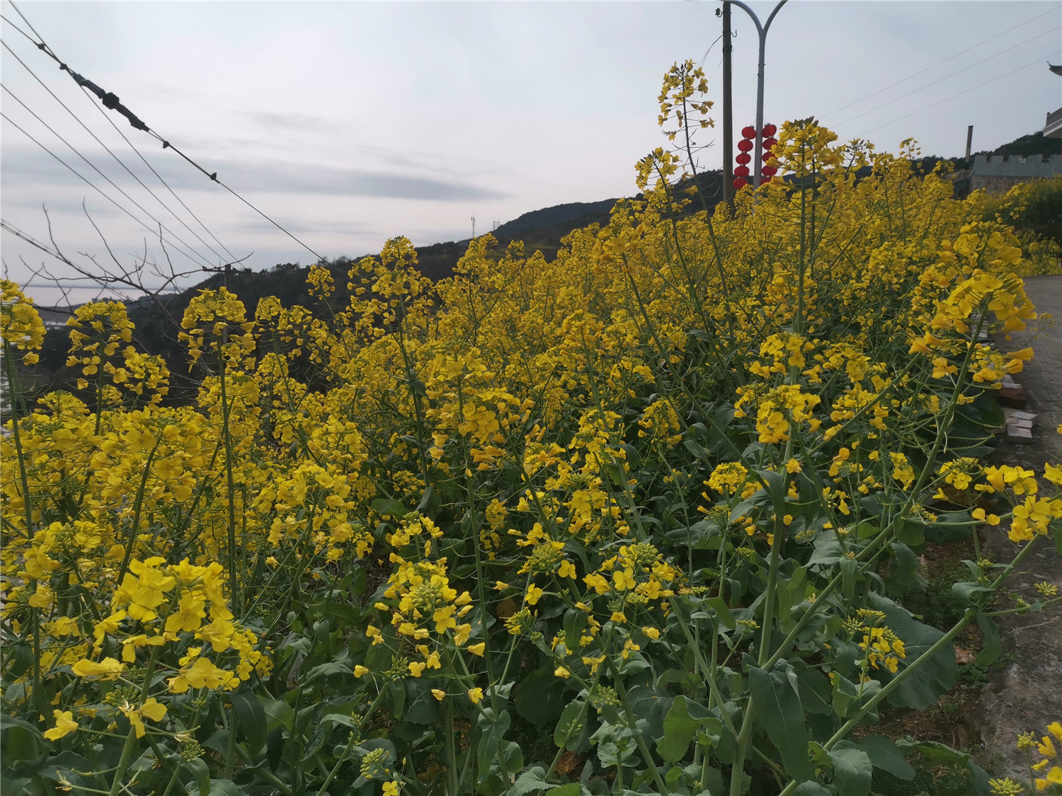 v20荣耀升级鸿蒙感受,荣耀v20升级鸿蒙2.0.0.165好不好