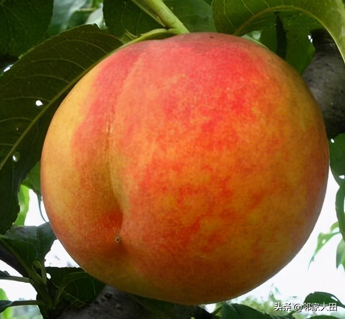 又是一年桃红时，让我们来看看，中国及湖北鲜桃出产分布吧