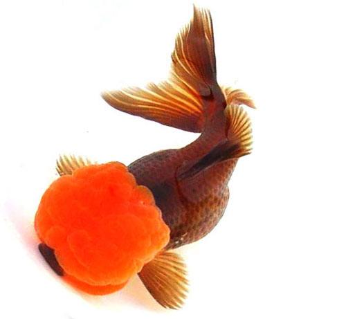 各种金鱼的特点都是什么,品种繁多的金鱼是由什么决定的