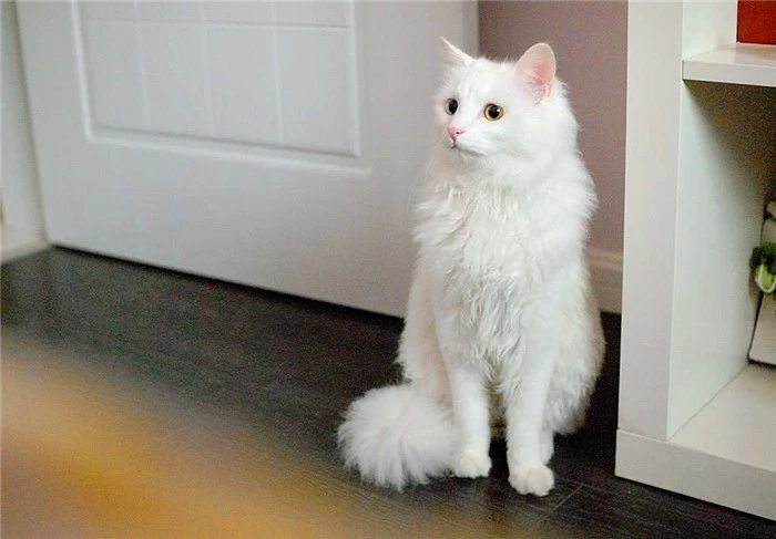 临清狮子猫和长毛狸花猫,临清狮子猫配狸花猫