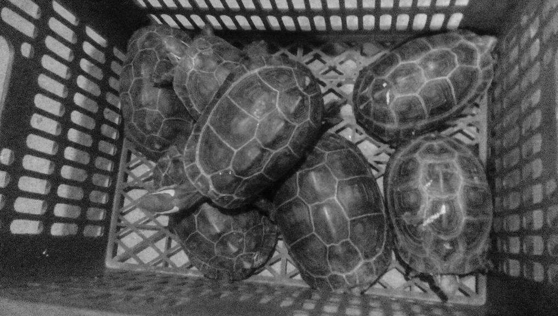 黄缘龟2022还会跌价么,黄缘闭壳龟局势