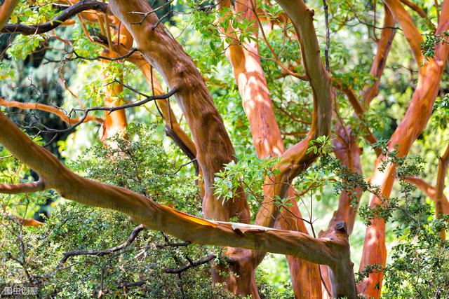 杨梅丰产栽培技术有哪些,杨梅种植方法及管理技术