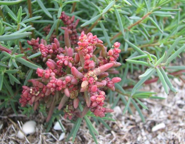 翅碱蓬为什么秋季变红,翅碱蓬退化