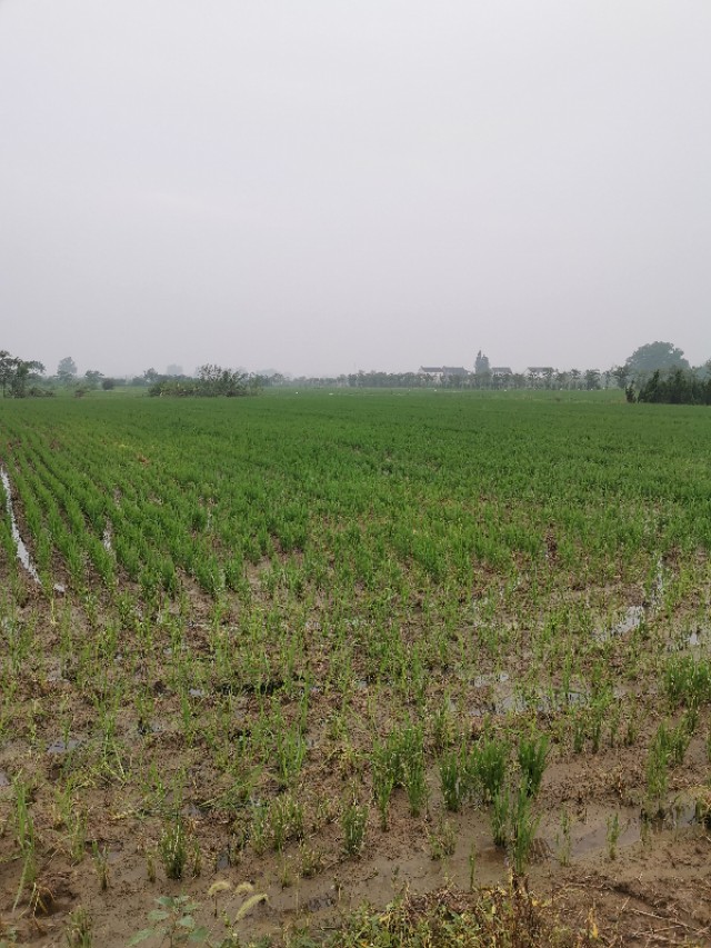 一味追求价格而不注重品质,不能盲目扩大种植面积