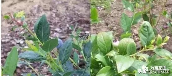 蓝莓缺铁怎么补最快,蓝莓叶子缺铁的表现