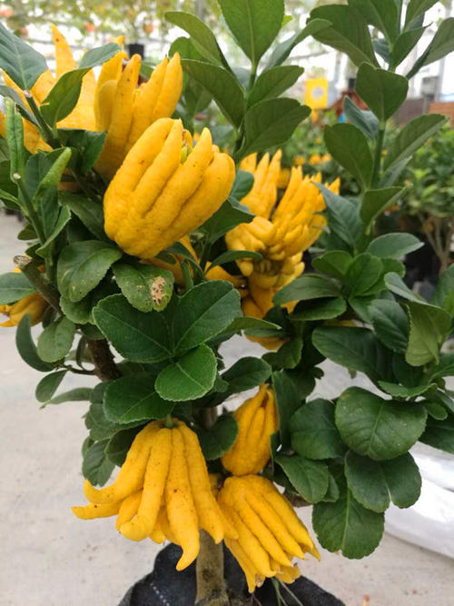 佛手盆栽第二年还会长果实吗,佛手盆栽一年结几次果