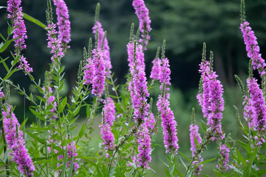 姘寸敓妞嶇墿鑺卞効,姘寸敓妞嶇墿缁挎