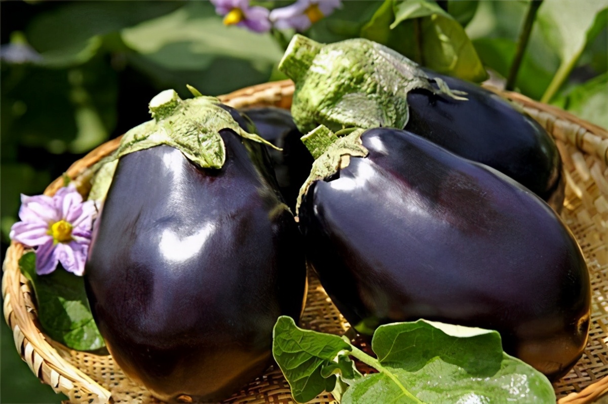 茄子引进中国的历史,茄子从哪个国家引进中国的