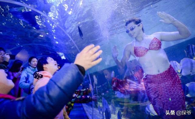 重庆某海洋公园半夜现神秘“驴叫”竟然是企鹅在叫