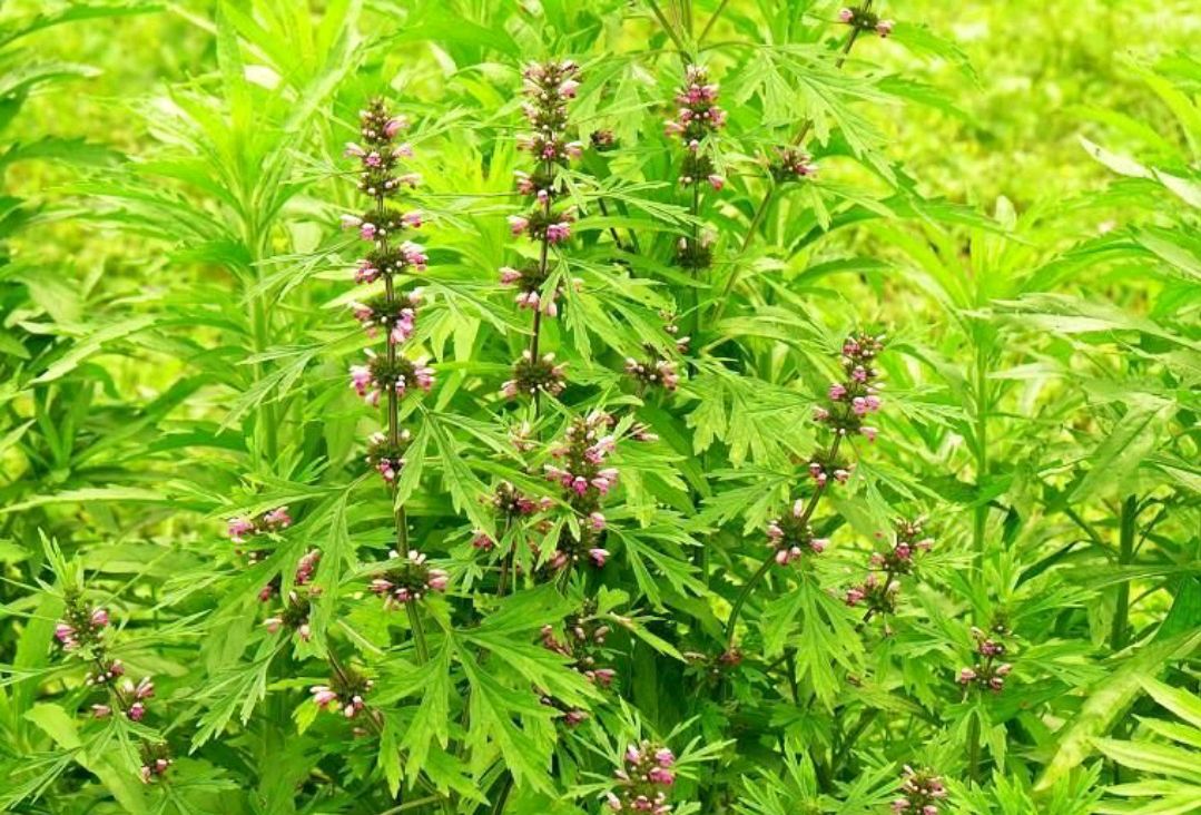 小时候经常见又叫不上名字的植物,一些常见的能吃的植物名称