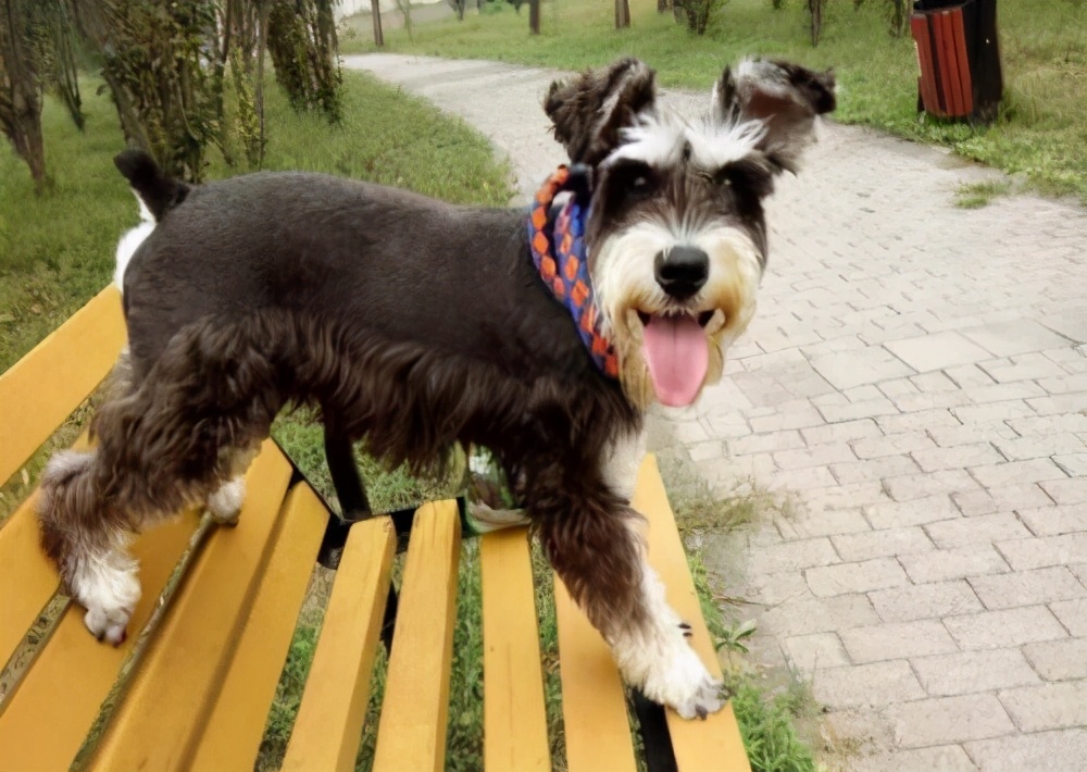 雪纳瑞各个阶段性格,雪纳瑞的五大特征