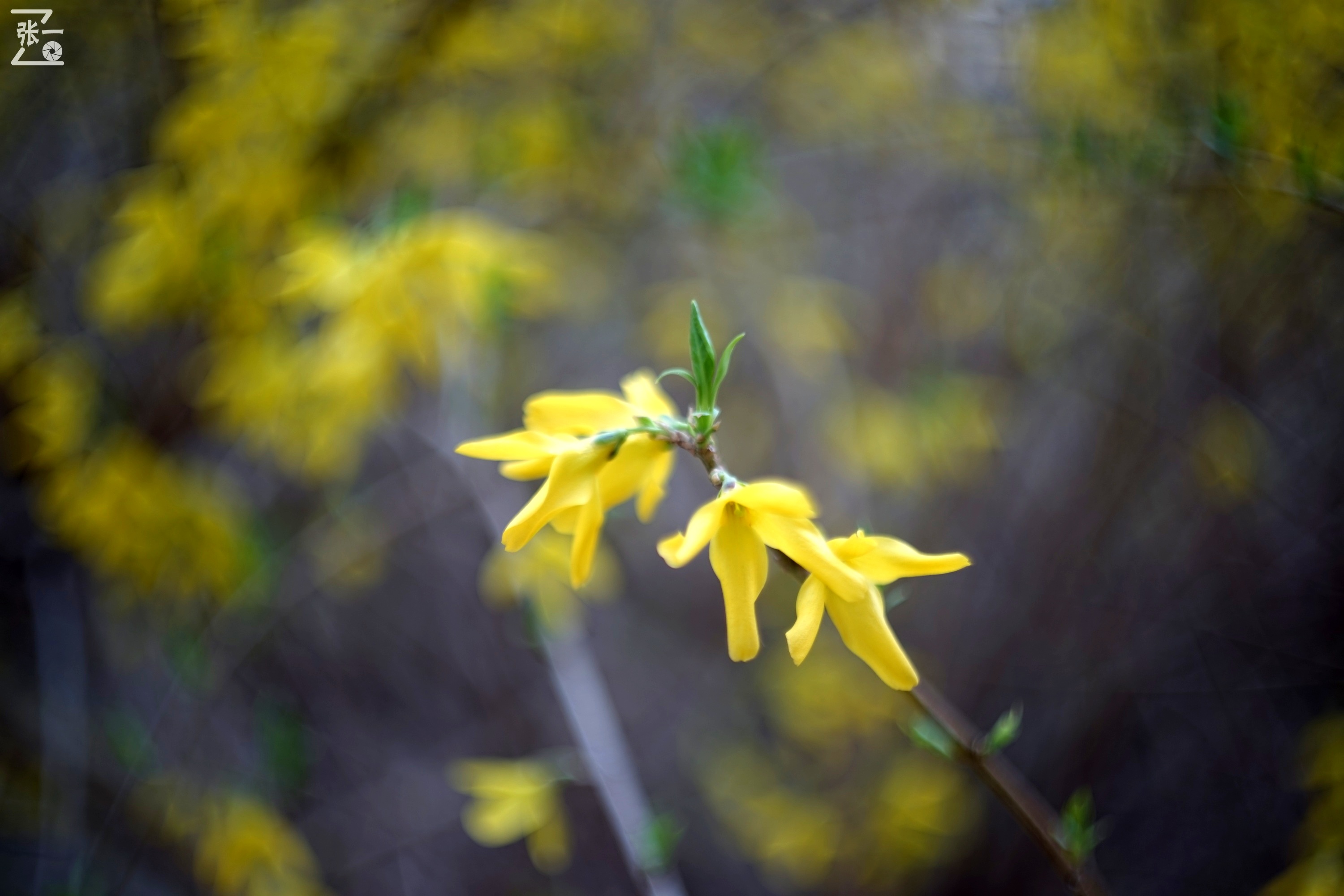 miranda鍗曞弽,miranda鐩告満