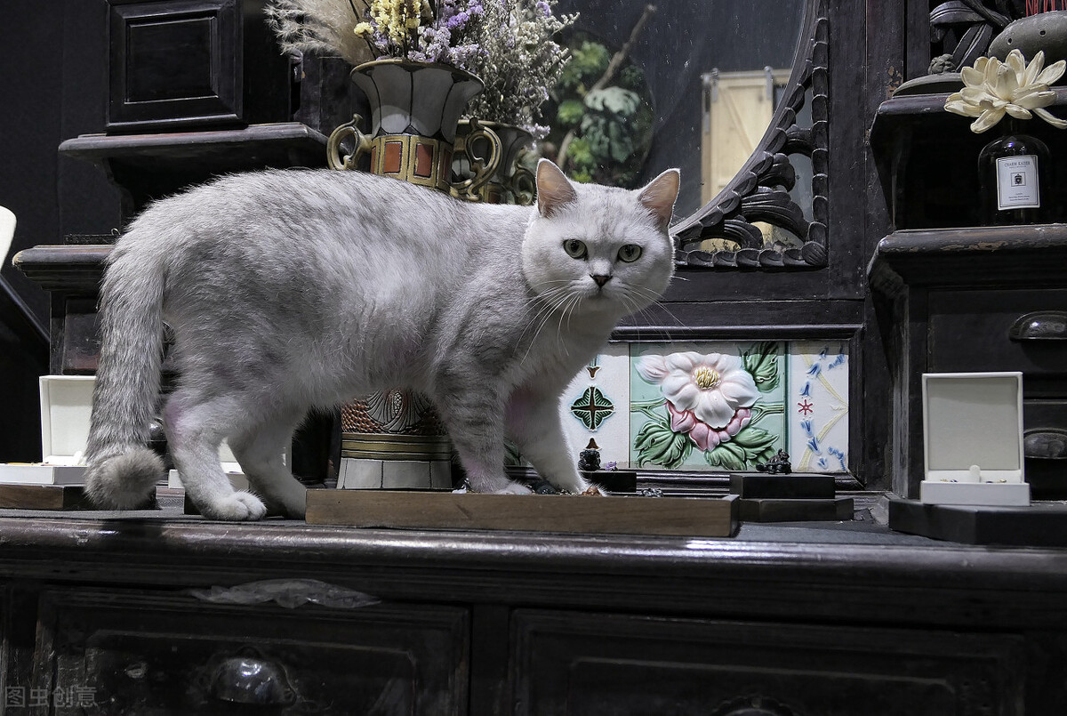 美短眼睛分泌物多,英短眼睛一直流褐色分泌物