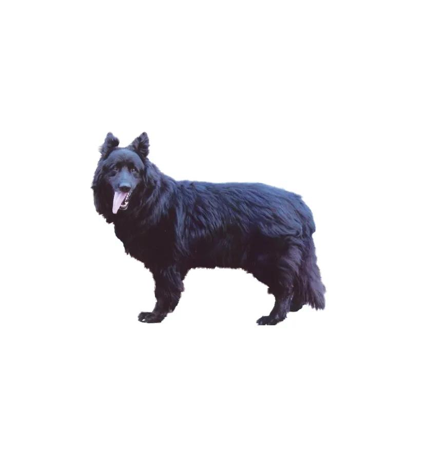 滨州48种烈性犬标准,滨州烈性犬最新规定