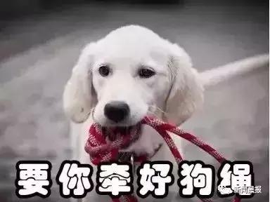 赔了20万！狗狗只是起身走了两步，老人摔成9级伤残！网友炸锅…