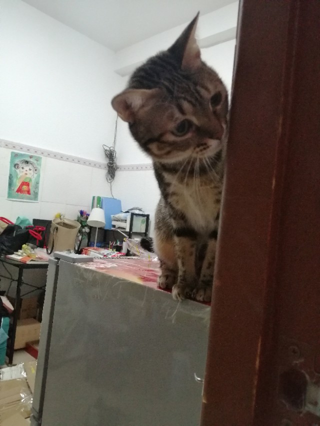 猫咪生病了不吃猫粮但是吃营养膏,猫咪生病怎么治疗最好