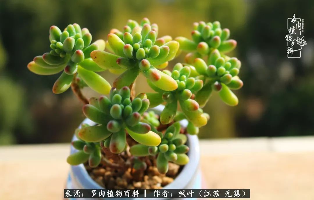 多肉与生命感悟,多肉时光