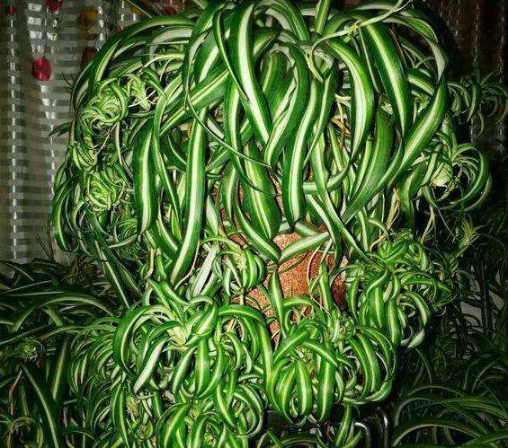 金心吊兰叶片黑心怎么回事,吊兰黑根怎样处理