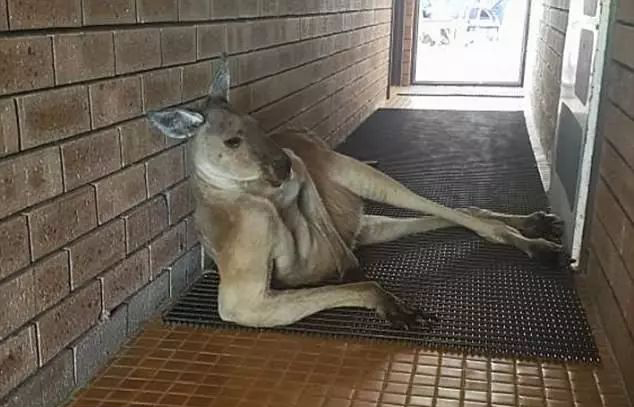 澳大利亚的国宝是考拉还是袋鼠,澳大利亚的国宝袋鼠叫什么