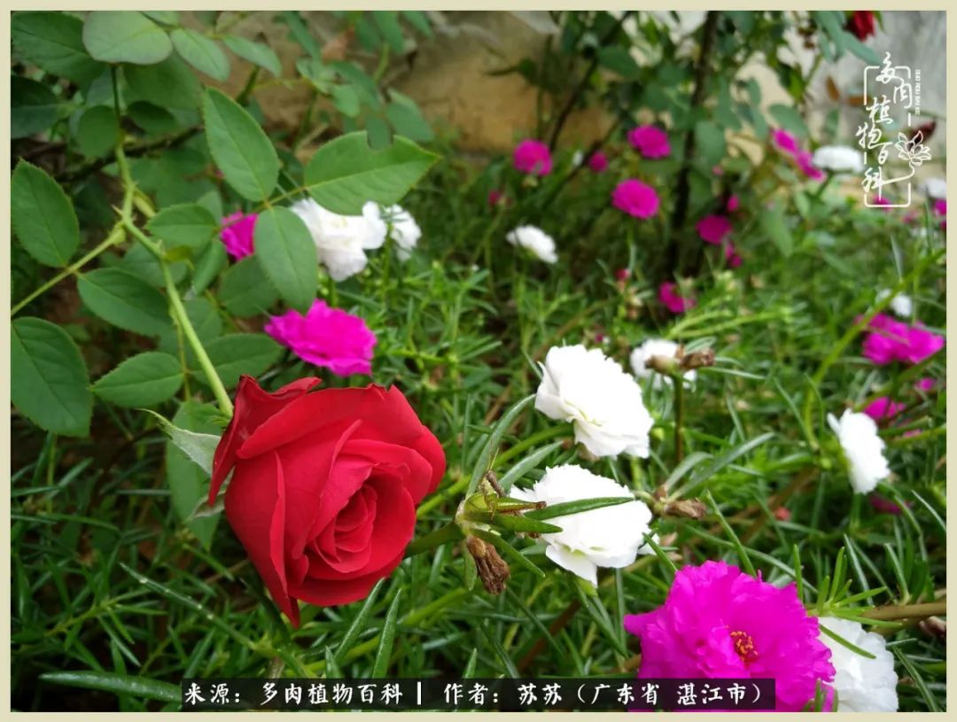 不要辜负与多肉的美好时光,多肉可以给人岁月静好的感觉