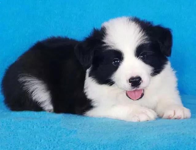 45种狗狗,45种狗狗很难得一见你认识几种