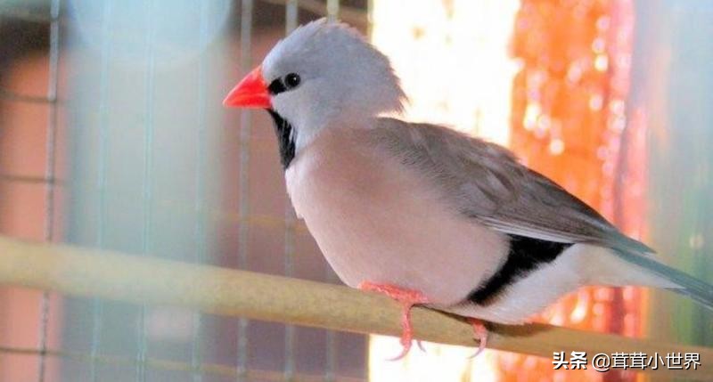 国内允许饲养的鸟一览表,中国合法允许饲养的大型鸟