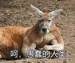 澳大利亚国宝袋鼠为啥可以吃,澳大利亚袋鼠是国宝为什么还能吃