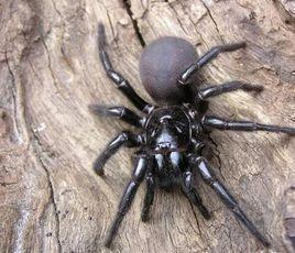 全世界最厉害的五只虫子,全世界最厉害的虫子