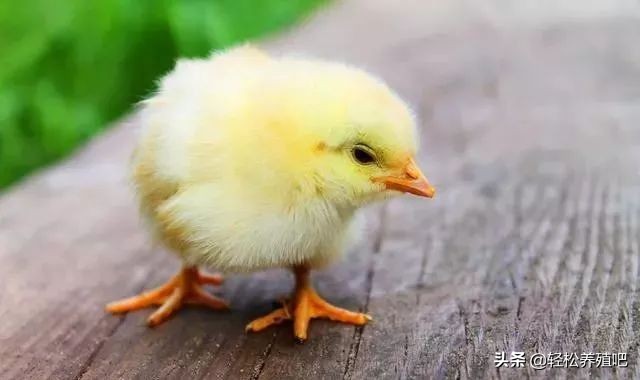 鸡咳嗽一直治不好怎么办,鸡发烧感冒咳嗽怎样治疗