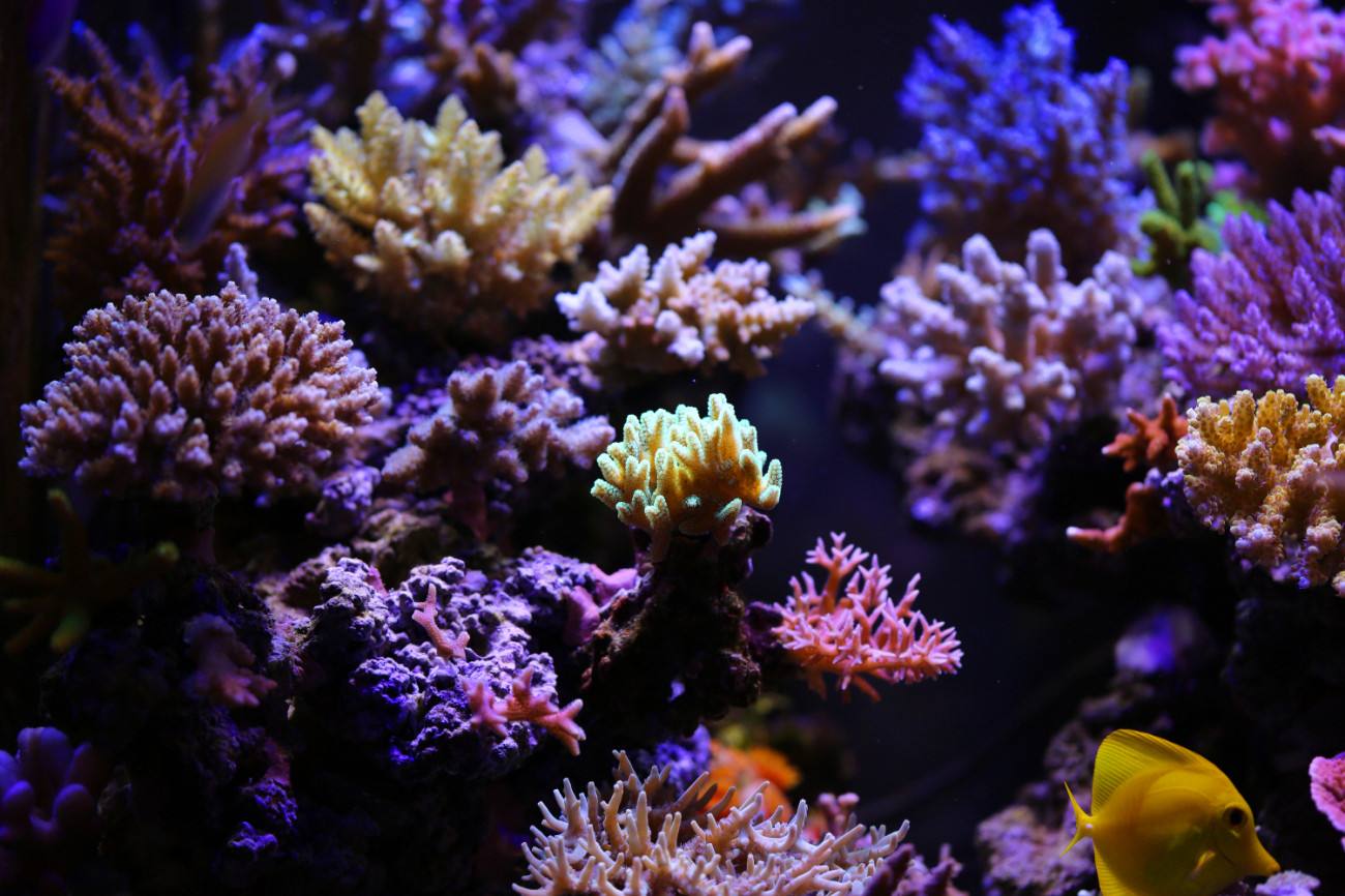 淡水鱼缸和海缸哪个费钱,咸水和淡水鱼缸哪个好