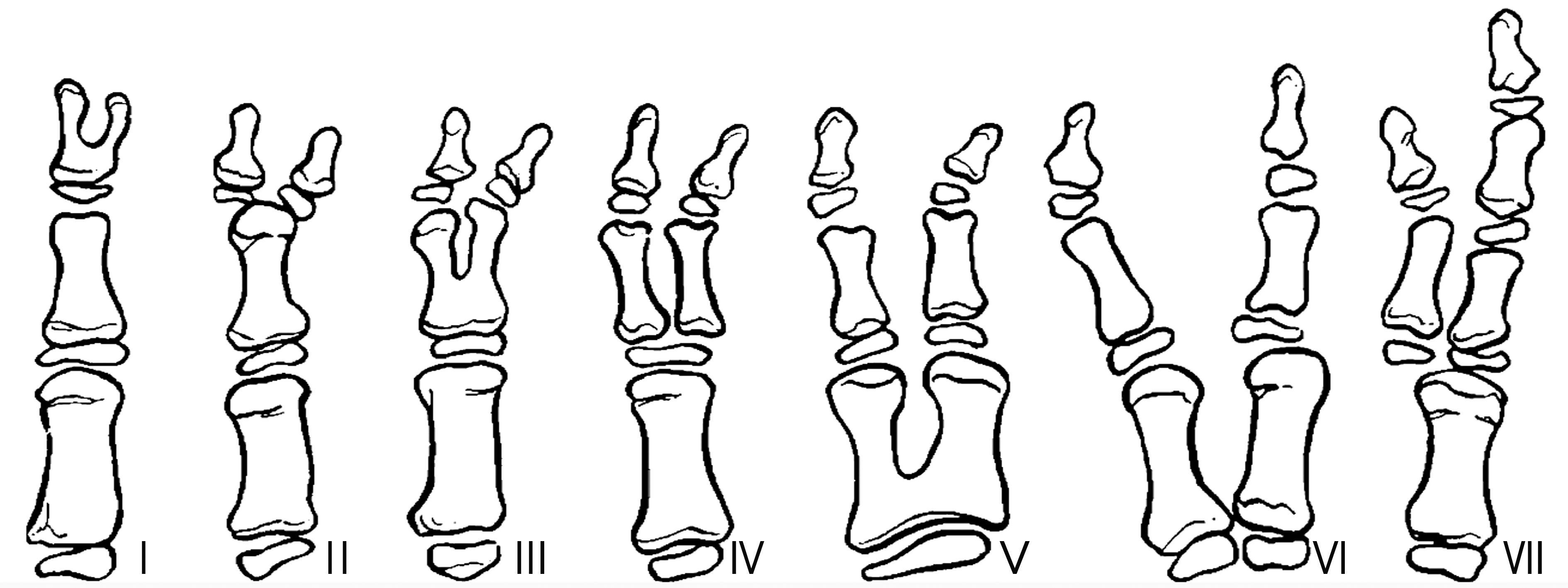 明明白白做b超,明明白白做超声