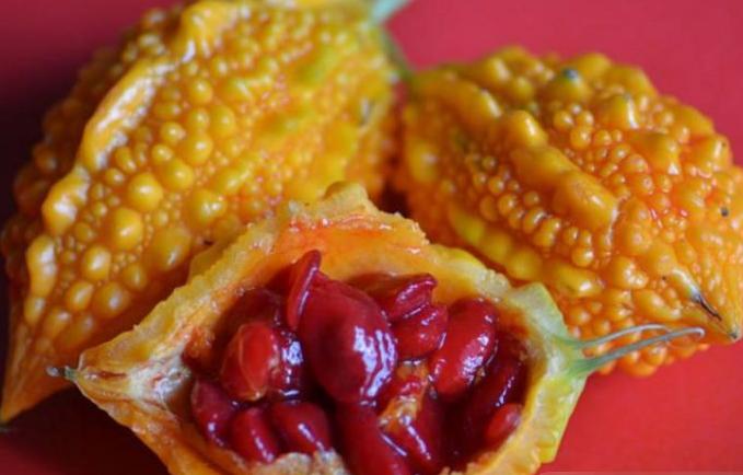 苦瓜的变种,苦瓜最原始的品种