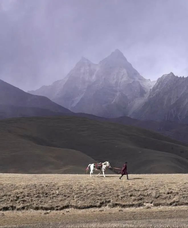 灵魂对话网红圈资深猎头:丁真的职业选择和未来