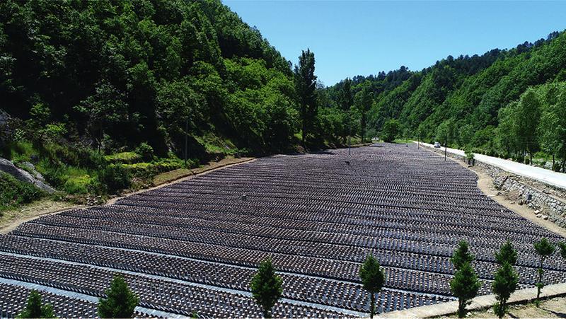 用一句话介绍柞水黑木耳,柞水黑木耳营养价值高吗