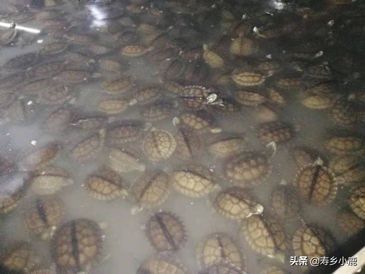 石金钱龟冬眠可以用青苔吗,石金钱龟冬眠正确方法