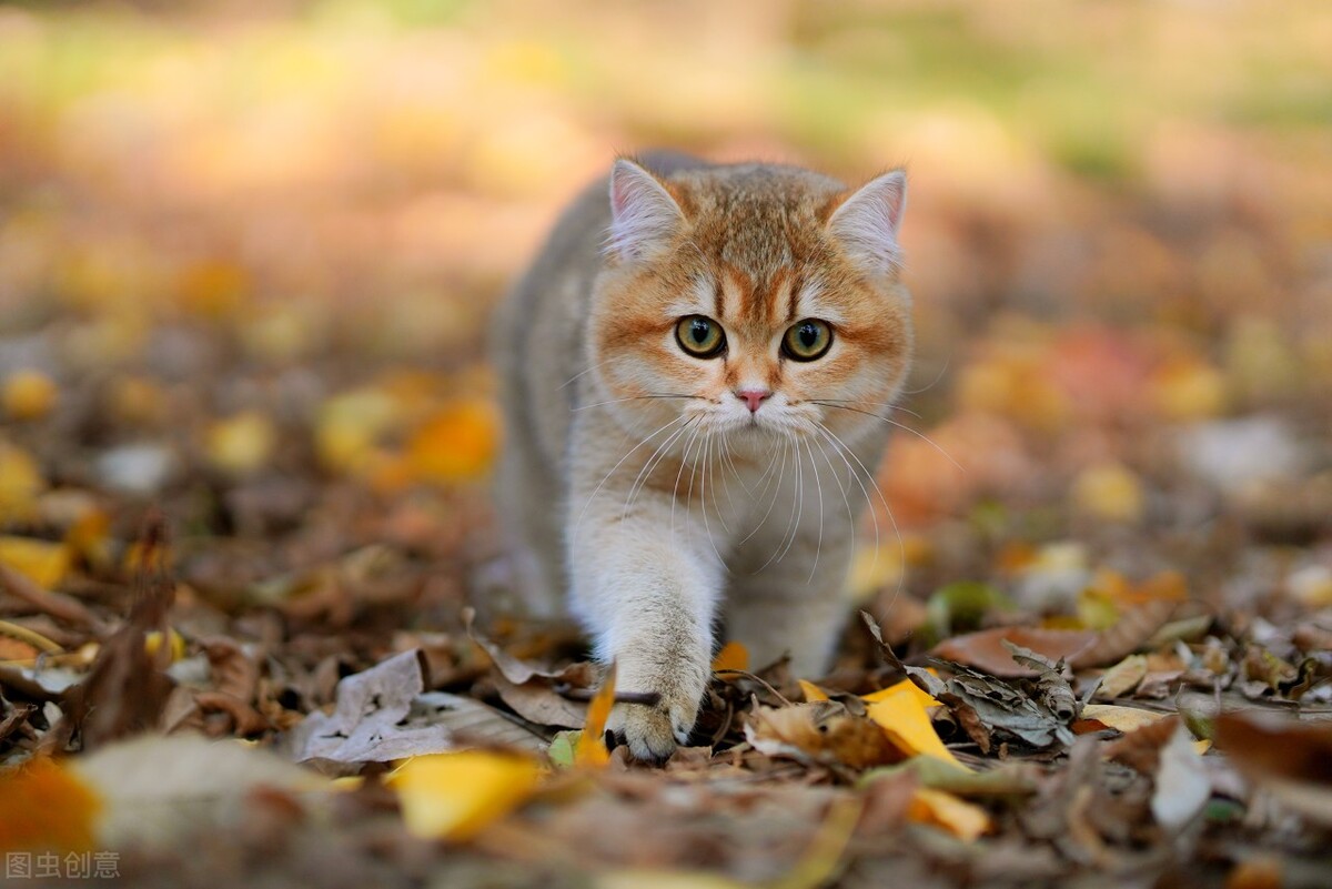 三个月孩子感冒鼻塞怎么办,三个月的小猫感冒打喷嚏怎么办