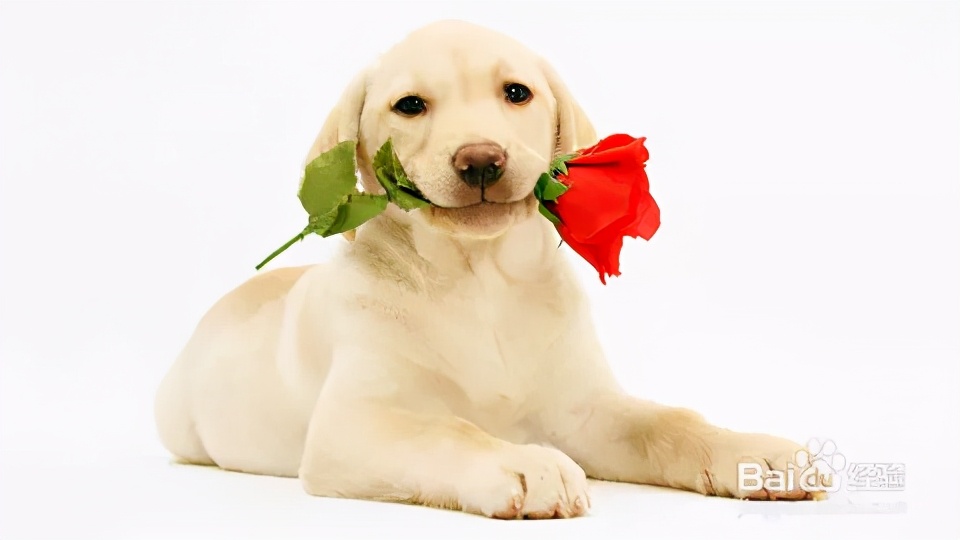 给狗狗驱虫最有效的方法,还在为宠物褪毛烦恼吗