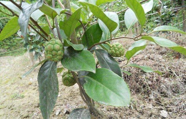 比较稀奇古怪的水果名字,这种水果的英文名称