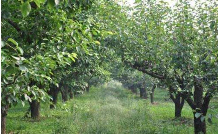 什么除草剂不能在果园使用,这些除草剂千万别在果园用