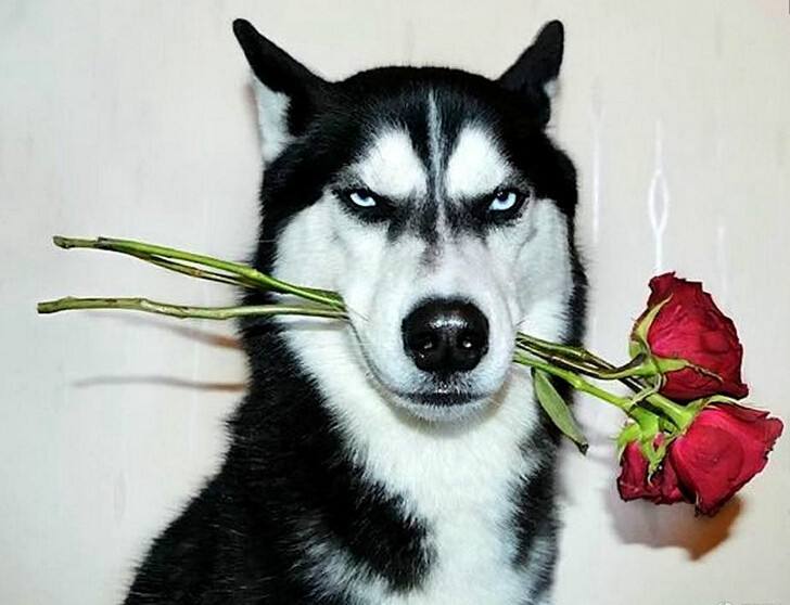 狗狗总抖落毛是什么原因,狗狗爱抖毛怎么办