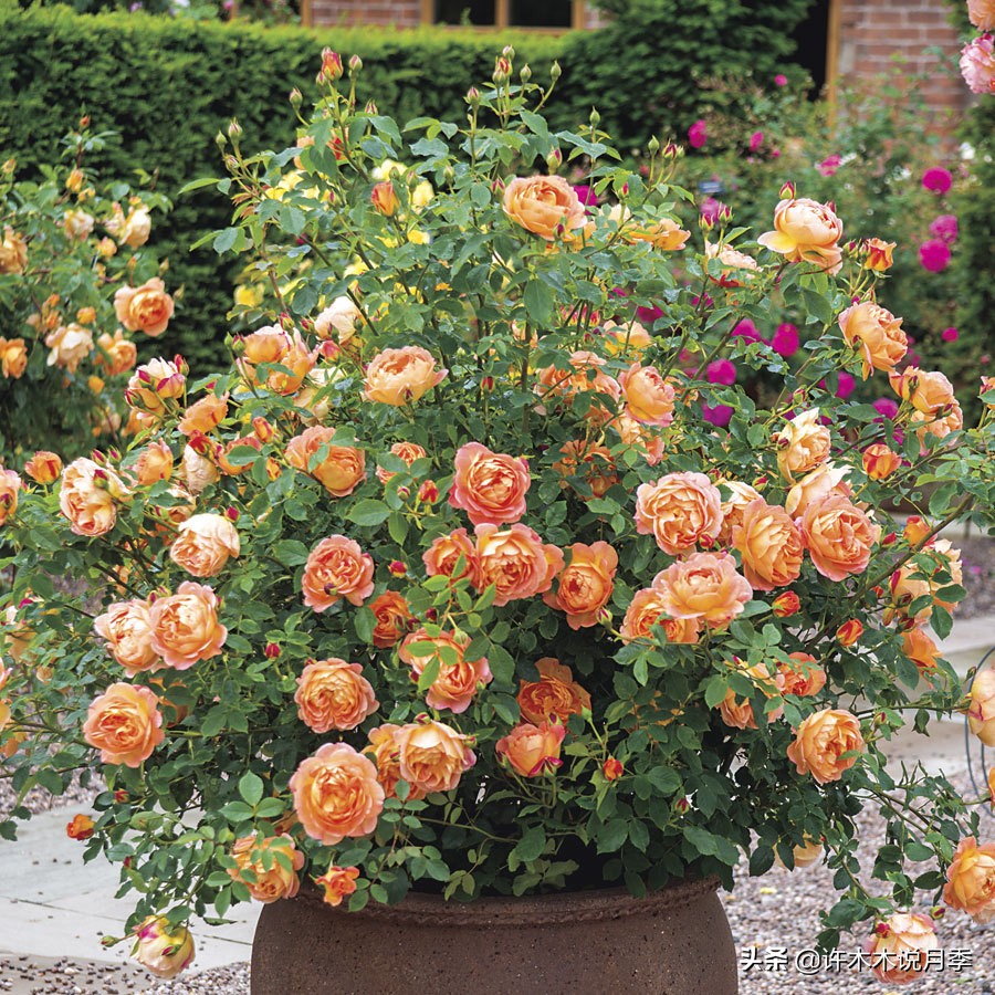 25个经典藤本月季大盘点。种一颗花满墙，新手好养长得快