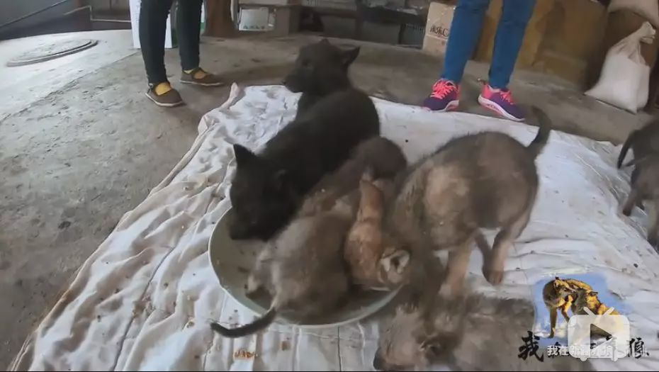 养狼disco：我在*疆新**，把狼养成了哈士奇