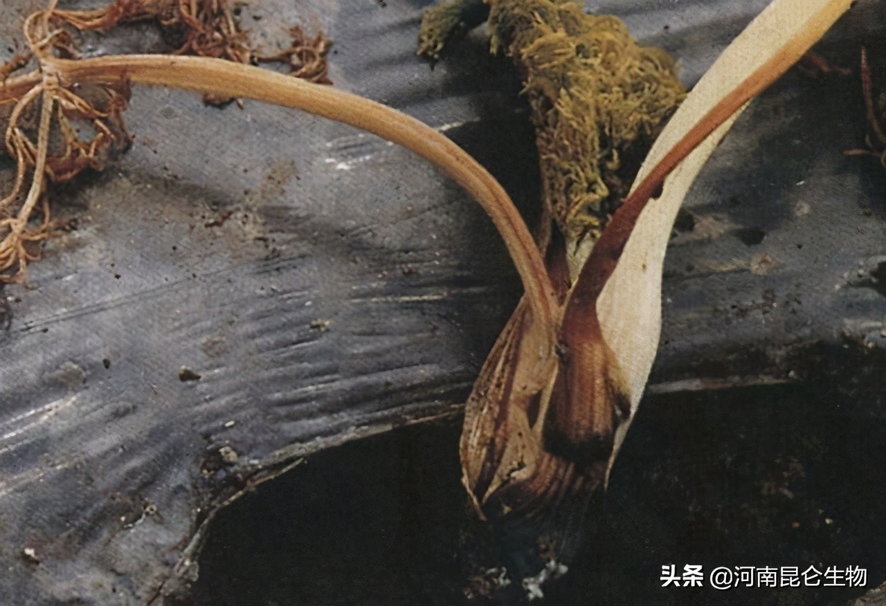 洋葱烂根黄叶怎么治,洋葱枯萎病