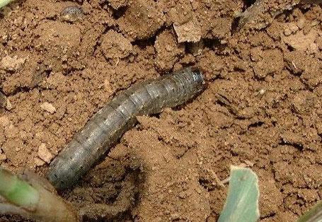 万能杀虫剂专治各种抗性害虫,低毒杀虫剂专杀地下害虫