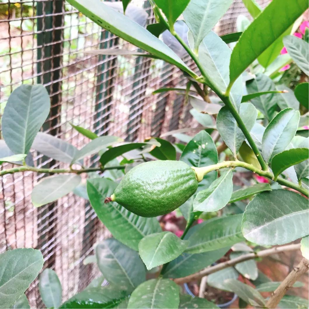 柠檬日记纪录片,柠檬日记的视频