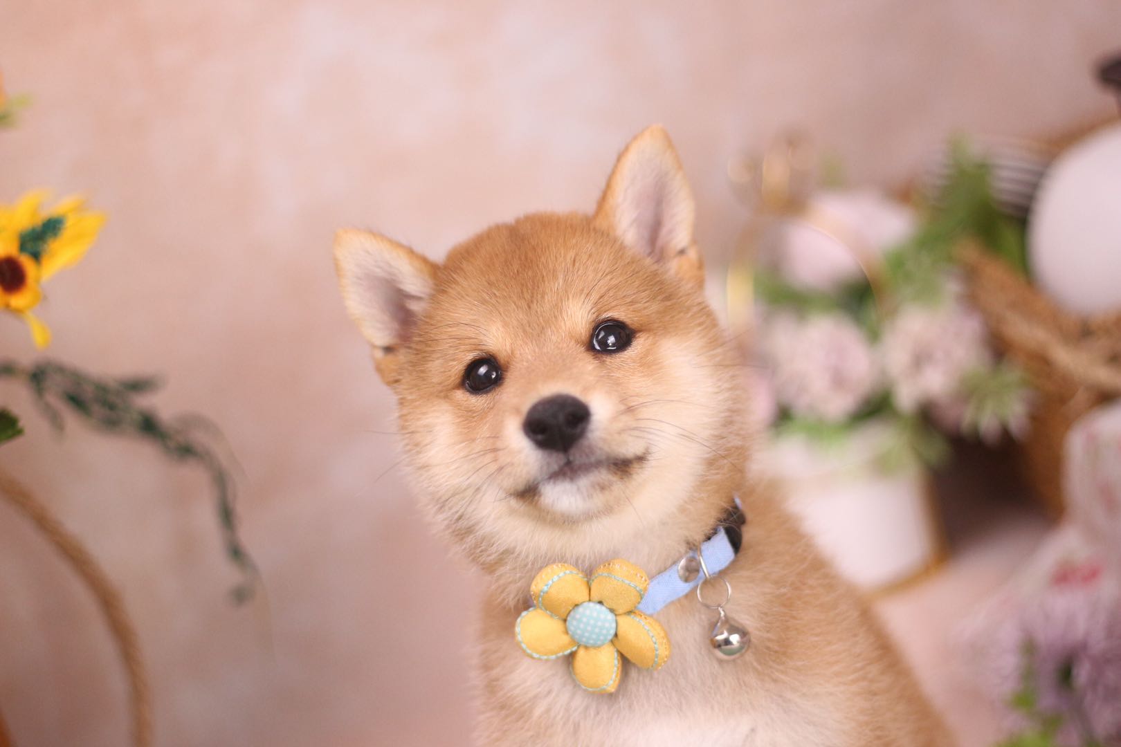 宠物狗卖家总说纯种,纯种柴犬3元一只