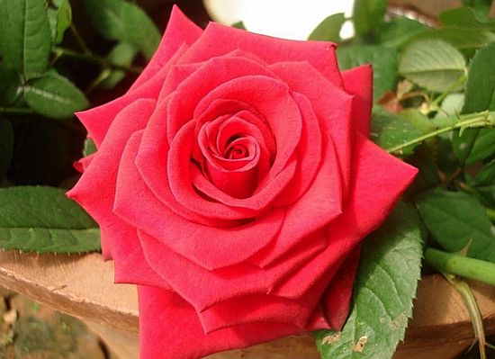 切花火焰月季,适合新手的切花月季