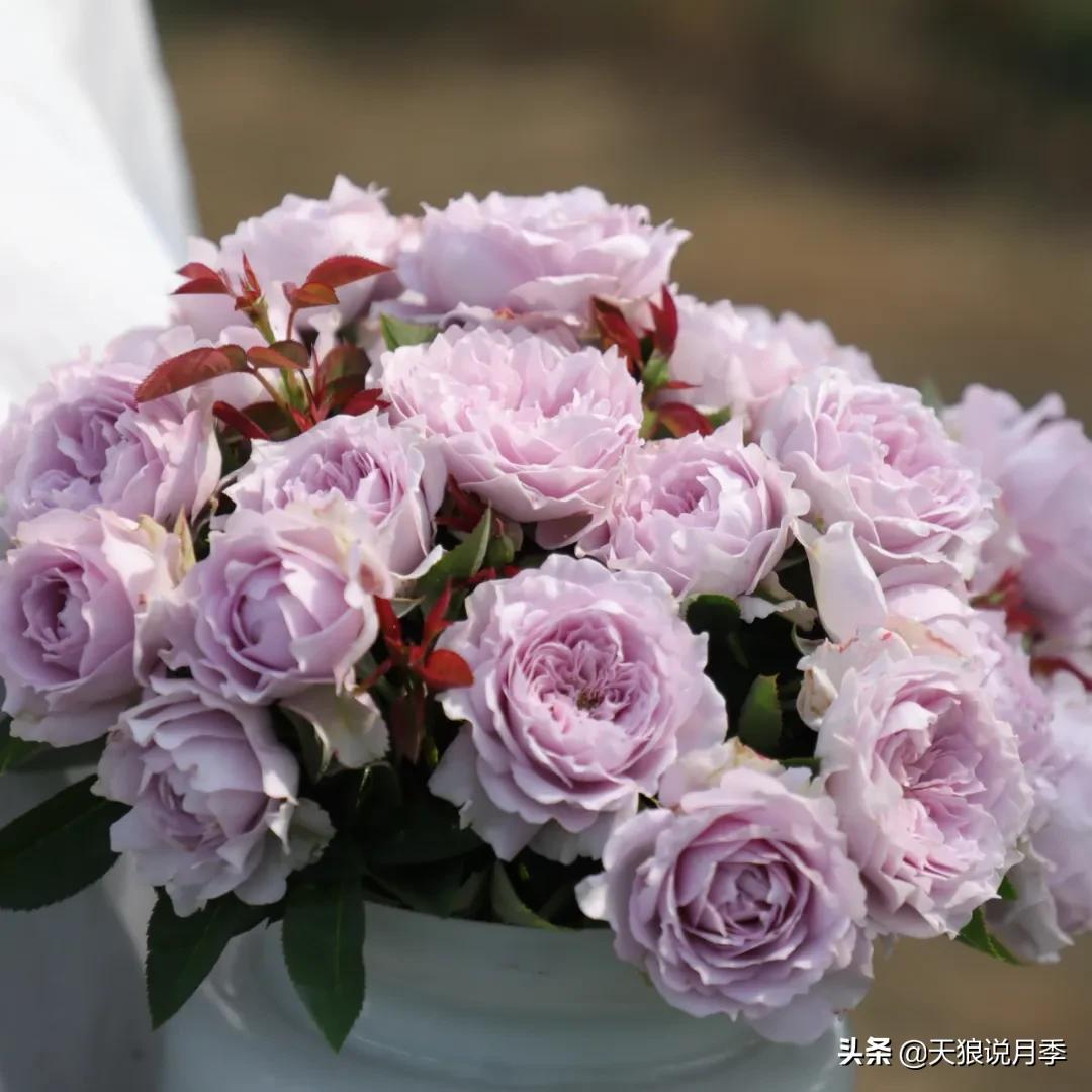 人家最美四月天，天狼自育终于打折了！15个品种供你宠信。