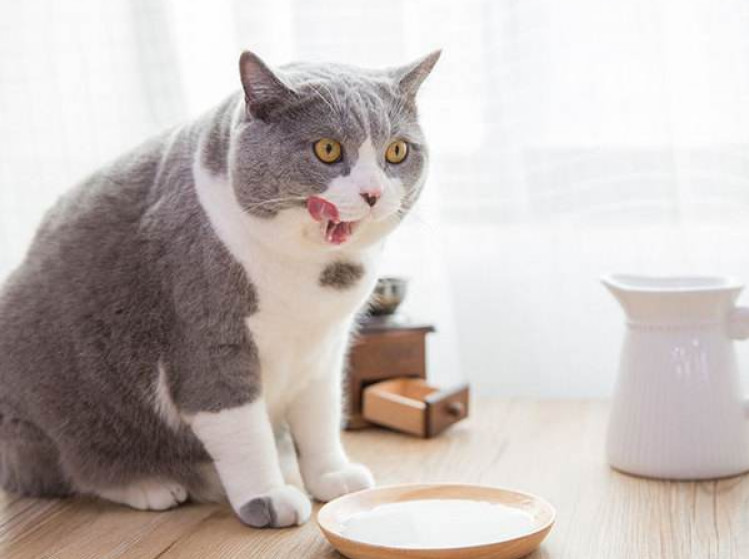 猫吃哪款益生菌比较好,猫用益生菌和人用的益生菌